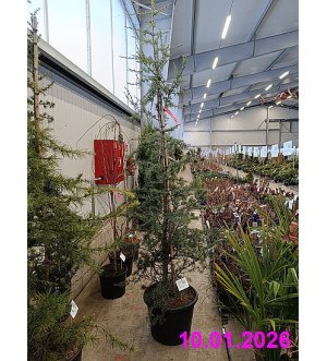 Cedrus deodara 'Robusta Glauca' C 35 L